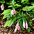 MALVAVISCO ROSA (Malvaviscus arboreus 'Penduliflorus 'Rosea') - Muda com até 60 cm - Imagem 3