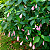 MALVAVISCO ROSA (Malvaviscus arboreus 'Penduliflorus 'Rosea') - Muda com até 60 cm - Imagem 1