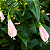 MALVAVISCO ROSA (Malvaviscus arboreus 'Penduliflorus 'Rosea') - Muda com até 60 cm - Imagem 2