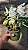 ORQUÍDEA CRISTATA (Coelogyne cristata) - Pote 15 - Imagem 1