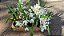 ORQUÍDEA CRISTATA (Coelogyne cristata) - Pote 15 - Imagem 9