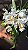 ORQUÍDEA CRISTATA (Coelogyne cristata) - Pote 15 - Imagem 2
