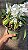 ORQUÍDEA CRISTATA (Coelogyne cristata) - Pote 15 - Imagem 3