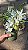 ORQUÍDEA CRISTATA (Coelogyne cristata) - Pote 15 - Imagem 5