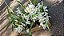 ORQUÍDEA CRISTATA (Coelogyne cristata) - Pote 15 - Imagem 10