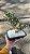 BONSAI ÉRICA ROSA OU BRANCO (Cuphea hyssopifolia) - Imagem 4
