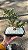 BONSAI ÉRICA ROSA OU BRANCO (Cuphea hyssopifolia) - Imagem 3
