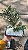 BONSAI ÉRICA ROSA OU BRANCO (Cuphea hyssopifolia) - Imagem 1
