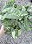 SINGÔNIO MESCLADO (Syngonium podophyllum) - Pote 11 - Imagem 2