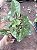 SINGÔNIO MESCLADO (Syngonium podophyllum) - Pote 11 - Imagem 6