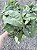 SINGÔNIO MESCLADO (Syngonium podophyllum) - Pote 11 - Imagem 3