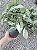 SINGÔNIO MESCLADO (Syngonium podophyllum) - Pote 11 - Imagem 1