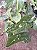 SINGÔNIO MESCLADO (Syngonium podophyllum) - Pote 11 - Imagem 5