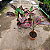 Musa nono Pink - Pote 17 muda com 40 a 60 cm - Imagem 2