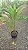 DRACENA ALBA (Cordyline fragrans) - Muda com 60 a 70 cm - Imagem 3