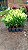 DRACENA ALBA (Cordyline fragrans) - Muda com 60 a 70 cm - Imagem 9