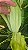 DRACENA ALBA (Cordyline fragrans) - Muda com 60 a 70 cm - Imagem 6