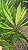 DRACENA ALBA (Cordyline fragrans) - Muda com 60 a 70 cm - Imagem 2
