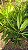 DRACENA ALBA (Cordyline fragrans) - Muda com 60 a 70 cm - Imagem 1