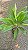 DRACENA ALBA (Cordyline fragrans) - Muda com 60 a 70 cm - Imagem 4