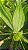 DRACENA ALBA (Cordyline fragrans) - Muda com 60 a 70 cm - Imagem 7
