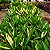 DRACENA ALBA (Cordyline fragrans) - Muda com 60 a 70 cm - Imagem 1
