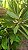 DRACENA ALBA (Cordyline fragrans) - Muda com 60 a 70 cm - Imagem 5