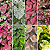 BULBO CALADIUM RARO - Várias Opções - Imagem 1