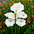 COPO DE LEITE BRANCO (Zantedeschia aethiopica) - Muda com até 30 cm - Imagem 1