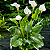 COPO DE LEITE BRANCO (Zantedeschia aethiopica) - Muda com até 30 cm - Imagem 2