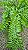SAMAMBAIA HOLANDESA DE METRO (Nephrolepis exaltata) - Cuia 21 - Imagem 4