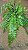 SAMAMBAIA HOLANDESA DE METRO (Nephrolepis exaltata) - Cuia 21 - Imagem 8