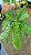 SAMAMBAIA HOLANDESA DE METRO (Nephrolepis exaltata) - Cuia 21 - Imagem 6