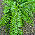 SAMAMBAIA HOLANDESA DE METRO (Nephrolepis exaltata) - Cuia 21 - Imagem 1