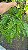 SAMAMBAIA HOLANDESA DE METRO (Nephrolepis exaltata) - Cuia 21 - Imagem 5
