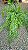 SAMAMBAIA HOLANDESA DE METRO (Nephrolepis exaltata) - Cuia 21 - Imagem 3