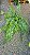 SAMAMBAIA HOLANDESA DE METRO (Nephrolepis exaltata) - Cuia 21 - Imagem 2