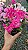 MINI AZALÉIA (Rhododendron simsii)- Muda com até 30 cm - Imagem 1