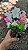 MINI AZALÉIA (Rhododendron simsii)- Muda com até 30 cm - Imagem 4