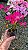 MINI AZALÉIA (Rhododendron simsii)- Muda com até 30 cm - Imagem 5