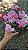 MINI AZALÉIA (Rhododendron simsii)- Muda com até 30 cm - Imagem 3