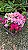 MINI AZALÉIA (Rhododendron simsii)- Muda com até 30 cm - Imagem 6