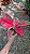 Aglaonema Suksom e Suksom Premium (Jaipong) - Pote 12 - Imagem 5