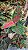 Aglaonema Suksom e Suksom Premium (Jaipong) - Pote 12 - Imagem 3