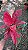 Aglaonema Suksom e Suksom Premium (Jaipong) - Pote 12 - Imagem 6