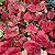 Aglaonema Suksom e Suksom Premium (Jaipong) - Pote 12 - Imagem 7