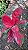 Aglaonema Suksom e Suksom Premium (Jaipong) - Pote 12 - Imagem 4