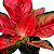 Aglaonema Suksom e Suksom Premium (Jaipong) - Pote 12 - Imagem 1
