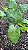 CALATÉIA MOSAICO ou Calathea Musaica Network (Goeppertia kegeljanii ‘Network’) - Pote 17 - Imagem 7