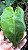 CALATÉIA MOSAICO ou Calathea Musaica Network (Goeppertia kegeljanii ‘Network’) - Pote 17 - Imagem 2